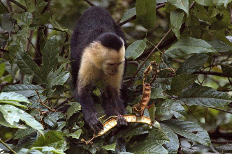 _MG_7757.jpg - Tortuguero National Park