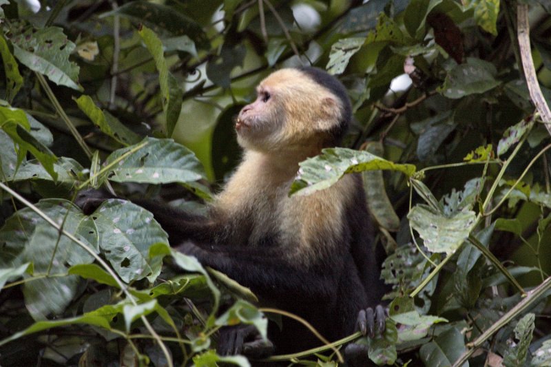 _MG_7759.jpg - Tortuguero National Park