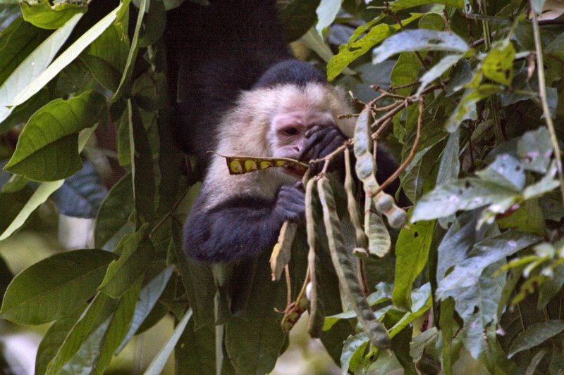 _MG_7766.jpg - Tortuguero National Park