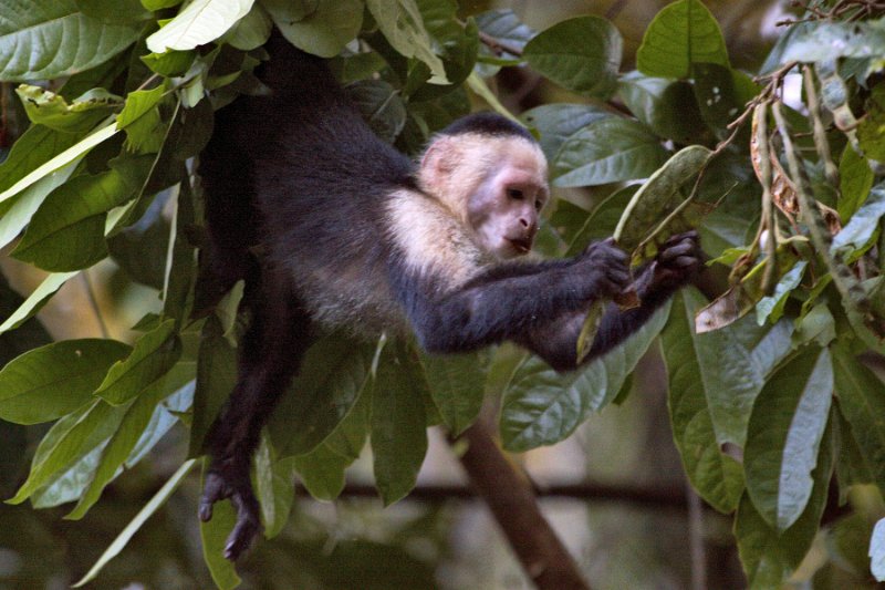 _MG_7768.jpg - Tortuguero National Park