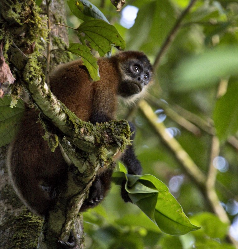 _MG_7780.jpg - Tortuguero National Park