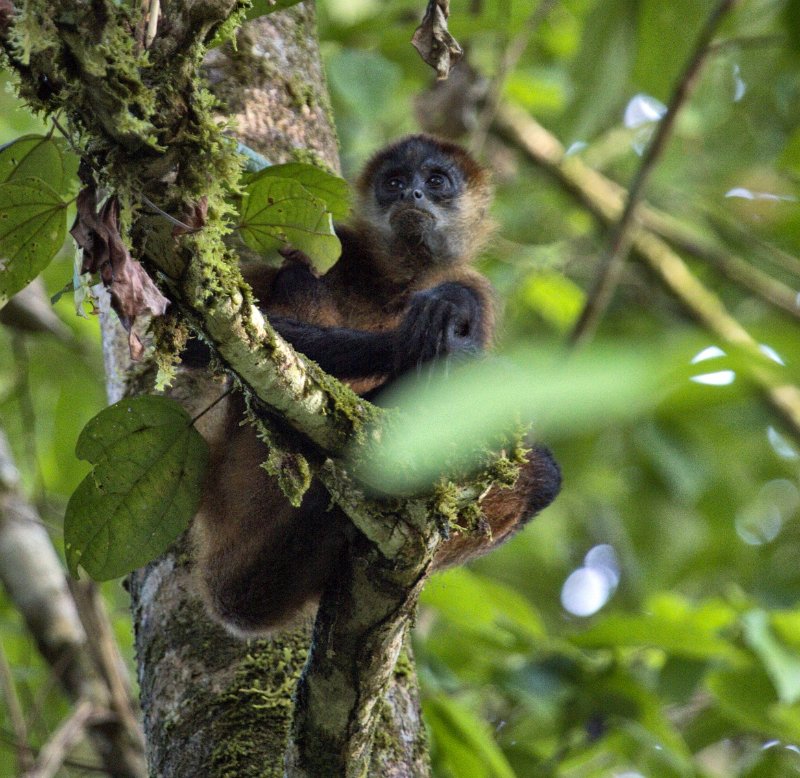 _MG_7784.jpg - Tortuguero National Park