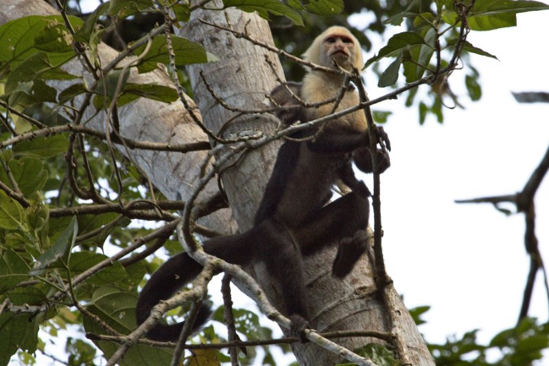 _MG_7787.jpg - Tortuguero National Park