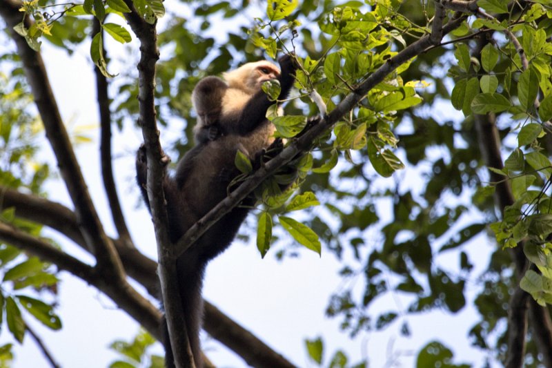 _MG_7790.jpg - Tortuguero National Park