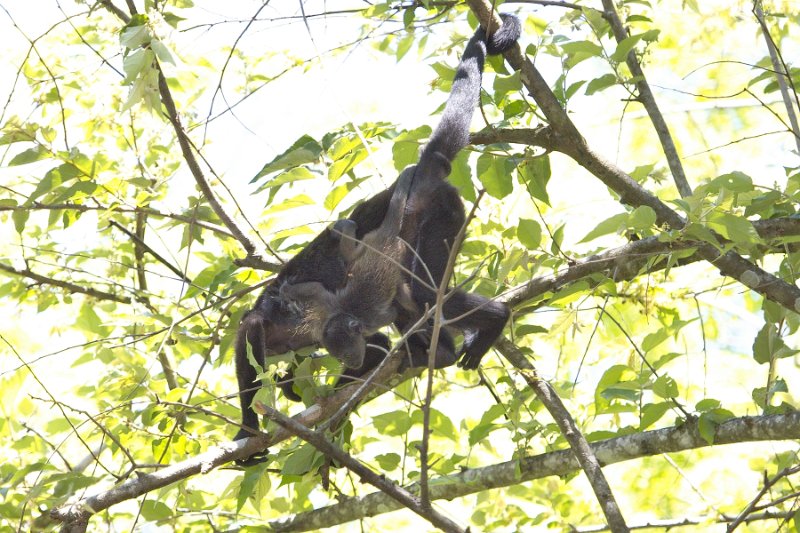 _MG_7827.jpg - Monteverde Cloud Forest