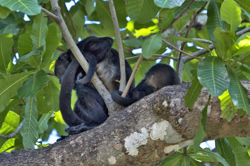 _MG_7833.jpg - Monteverde Cloud Forest