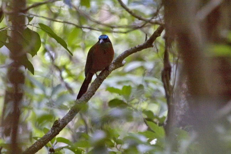 _MG_7869.jpg - Monteverde Cloud Forest