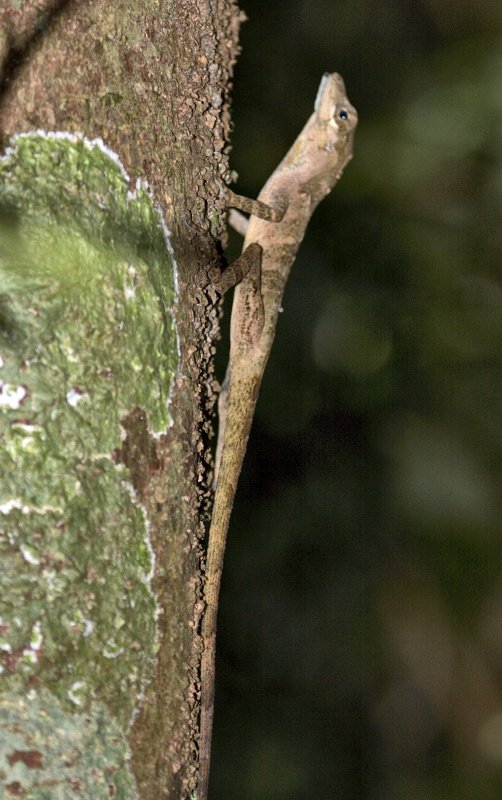 _MG_7893.jpg - Monteverde Cloud Forest