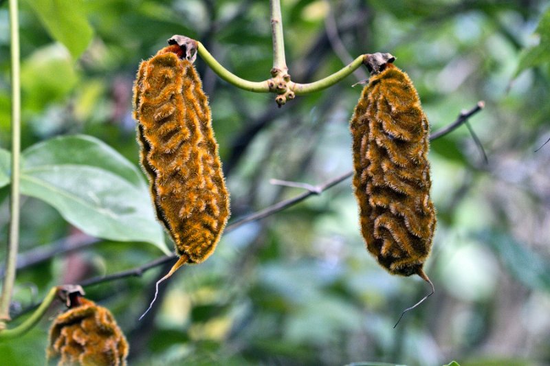 _MG_7898.jpg - Monteverde Cloud Forest