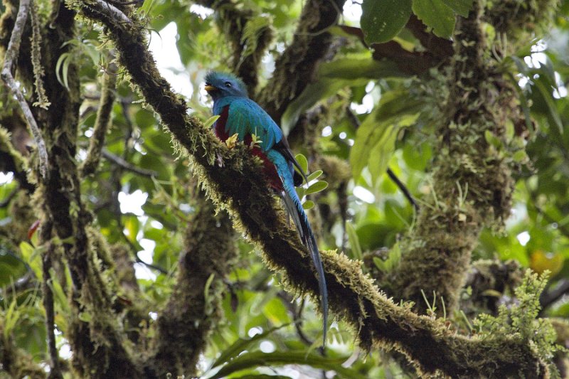 _MG_8291.jpg - Monteverde Cloud Forest