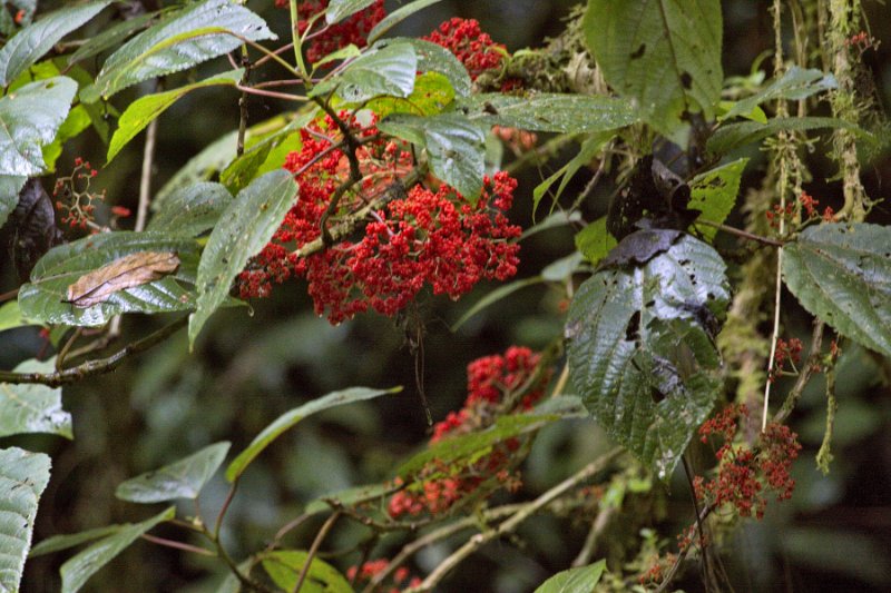 _MG_8332.jpg - Monteverde Cloud Forest