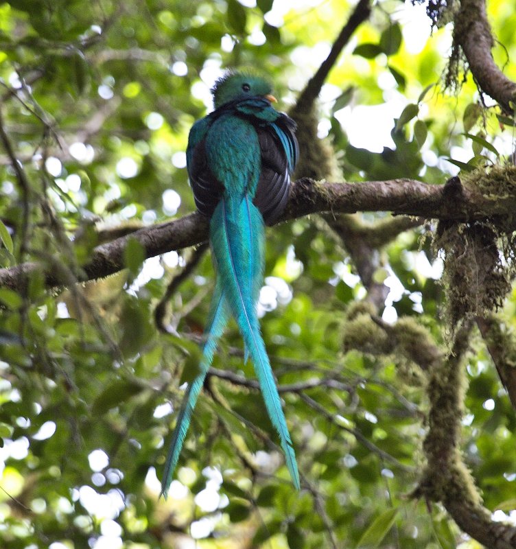 _MG_8345.jpg - Monteverde Cloud Forest