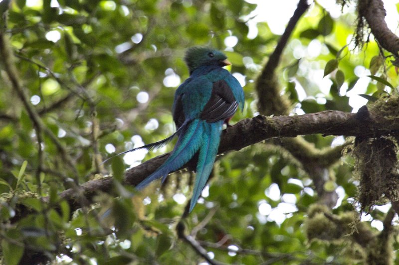 _MG_8350.jpg - Monteverde Cloud Forest