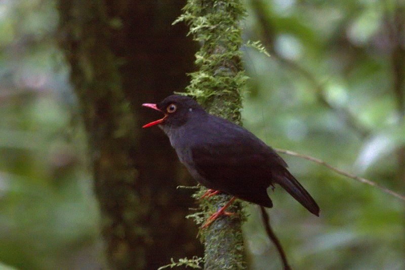 _MG_8512.jpg - Monteverde Cloud Forest