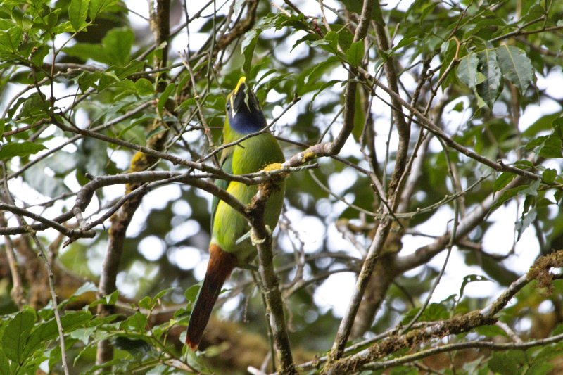 _MG_8531.jpg - Monteverde Cloud Forest