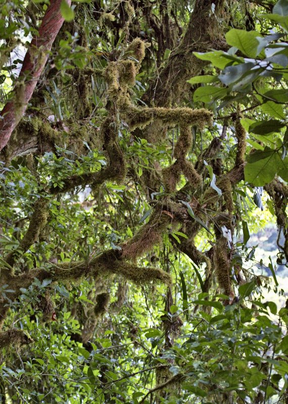 _MG_8560.jpg - Monteverde Cloud Forest