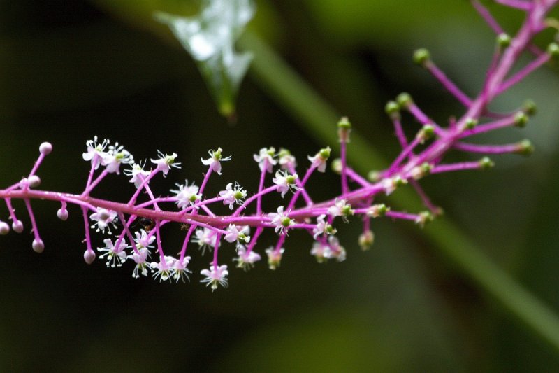 _MG_8564.jpg - Monteverde Cloud Forest