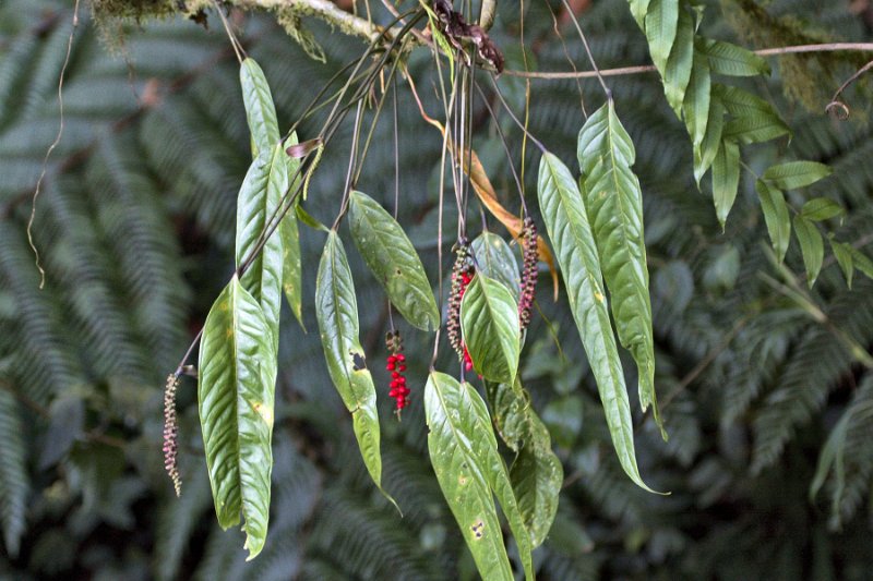 _MG_8569.jpg - Monteverde Cloud Forest