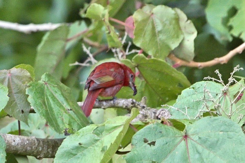 _MG_8622.jpg - Monteverde Cloud Forest