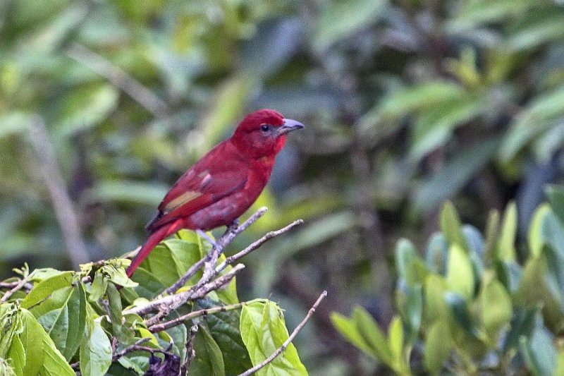 _MG_8627.jpg - Monteverde Cloud Forest