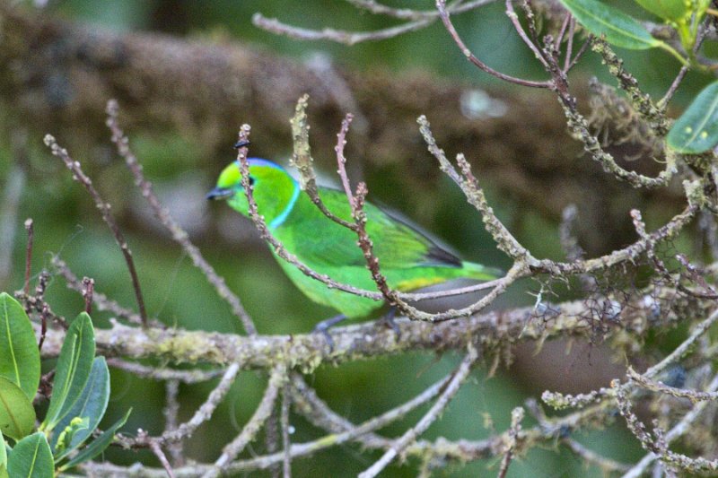 _MG_8636.jpg - Monteverde Cloud Forest