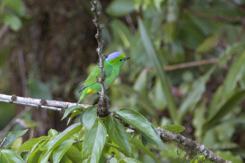 _MG_8640.jpg - Monteverde Cloud Forest