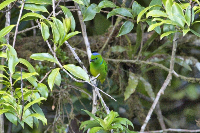 _MG_8642.jpg - Monteverde Cloud Forest