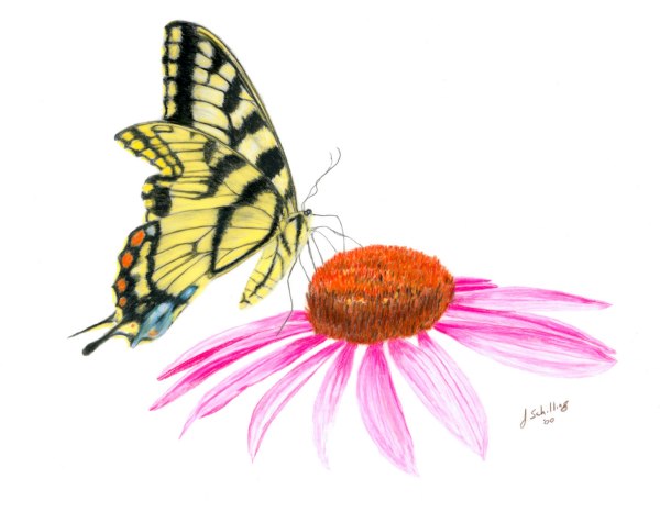 Butterfly on Coneflower