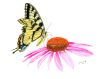 Butterfly on a Coneflower