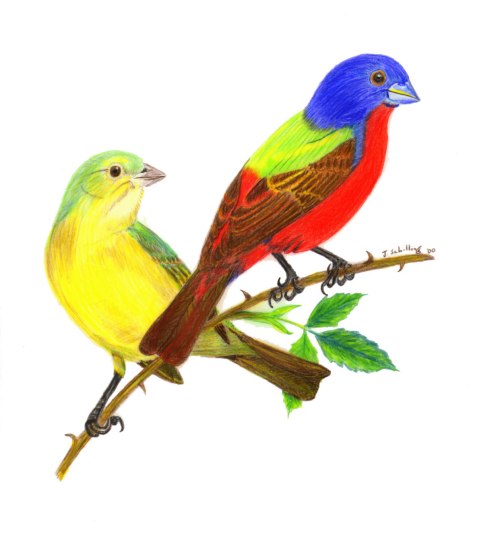 Painted Bunting