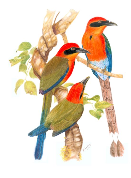 Rufous Motmots