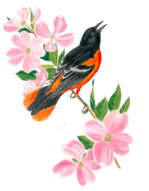 Oriole on a Dogwood