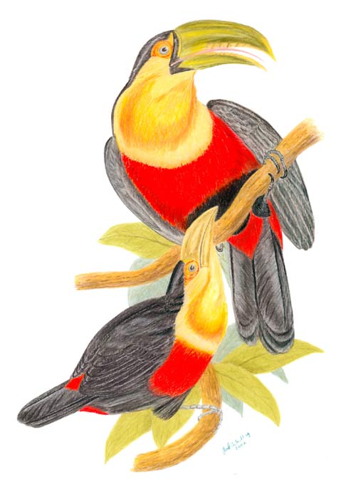 Red-Breasted Toucan