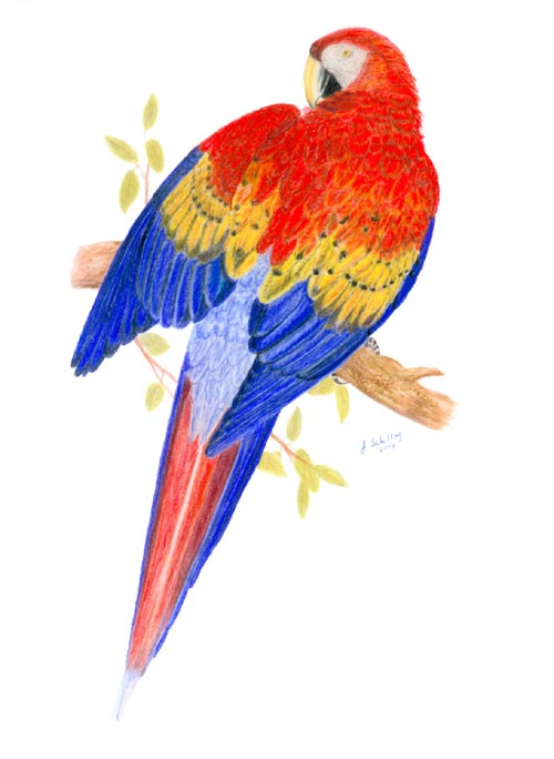 Scarlet Macaw