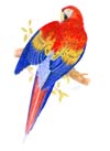 Scarlet Macaw