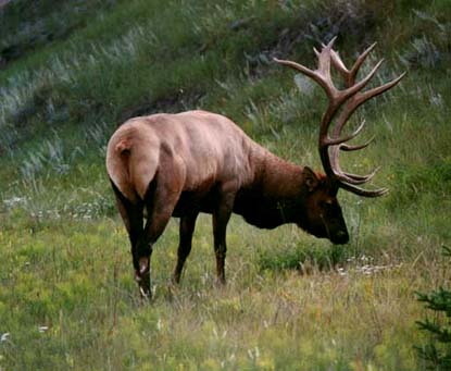 elk