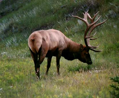 elk