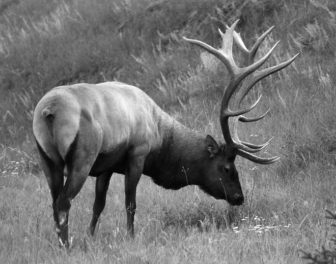 An Elk Near Jasper
