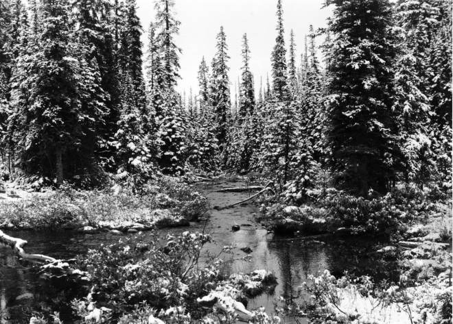 Backcountry in Yoho