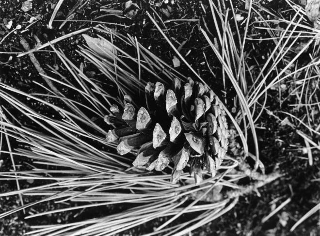 Pine Cone