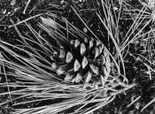 Pine Cone