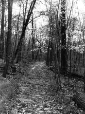 View At Ramapo Reservation