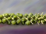 brusselsprouts