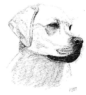 labrador retriever