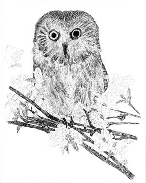 owl