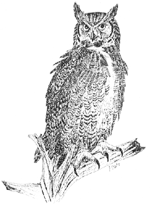 owl