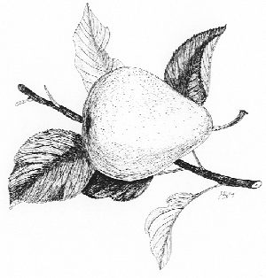 pear