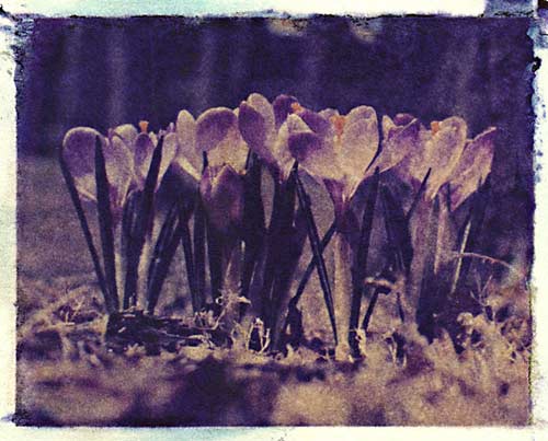 Crocuses