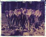 Crocuses