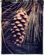 pine cone #3